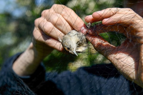 A female blackcap (Sylvia atricapilla) is released by hands from a net in the sunlight to be