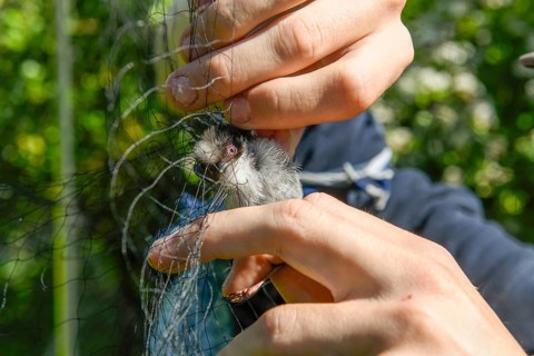 Hands carefully removing a long-tailed tit (Aegithalos caudatus) from a trapping net, bird
