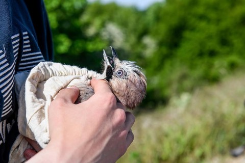 Eurasian jay (Garrulus glandarius) being held by a person, head collected as part of a survey