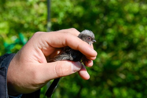 A long-tailed tit (Aegithalos caudatus) is carefully held in the hand, bird research, ringing,