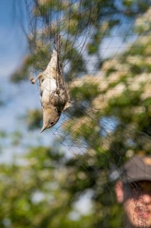 A female blackcap (Sylvia atricapilla) is caught upside down in a net, bird migration research,