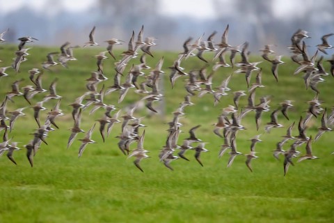 A flock of ruffs (Calidris pugnax, Syn.: Philomachus pugnax) flies close over the water, dynamic