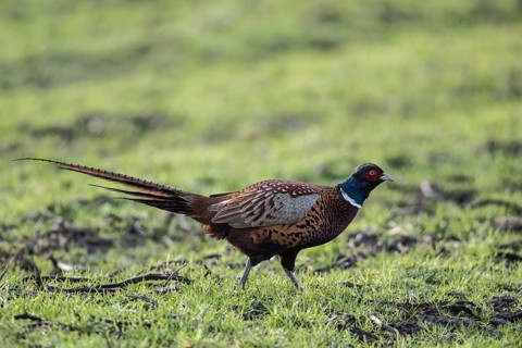 Hunting Pheasant (Phasianus colchicus), Emsland, Lower Saxony, Germany