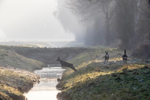 Roe deer (Capreolus capreolus) jumping over a ditch, Emsland, Lower Saxony, Germany