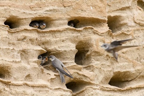 Sand martin (Riparia riparia) Young birds Chicks and feeding parents in a sand pit Sand excavation,
