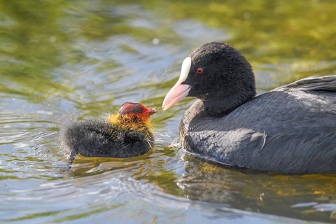 A coot Eurasian Coot (Fulica atra) feeding its young bird, Dümmer nature park Park, Lower Saxony,