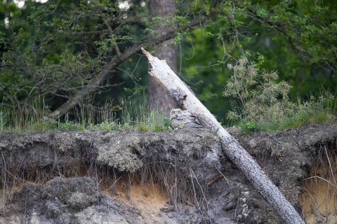 A young eagle owl (Bubo bubo) sitting next to a fallen tree and roots in the forest, Lower Saxony,