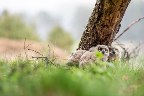 Three young eagle owls (Bubo bubo) resting next to a tree trunk in a green forest, Lower Saxony,