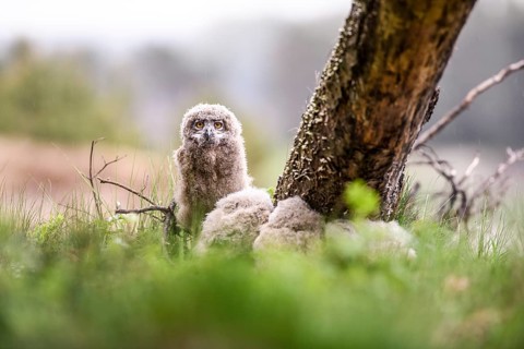 Three eagle owl (Bubo bubo) chicks sitting hidden in their nest near a tree in the grass, one young