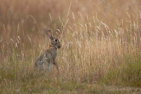 Rabbit (Oryctolagus cuniculus) adult animal in long grass in summer, England, United Kingdom