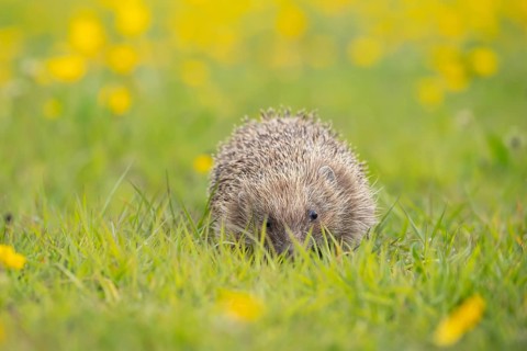 European hedgehog (Erinaceus europaeus) adult animal amongst Buttercup flowers in a meadow in
