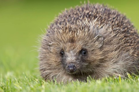 European hedgehog (Erinaceus europaeus) adult animal on a garden grass lawn, England, United