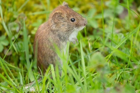 Field vole (Microtus agrestis) adult rodent animal in grassland, England, United Kingdom