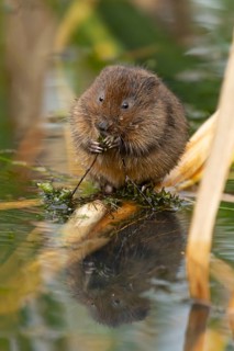 Water vole (Arvicola amphibius) adult animal feeding on pond weed in summer, RSPB Minsmere nature