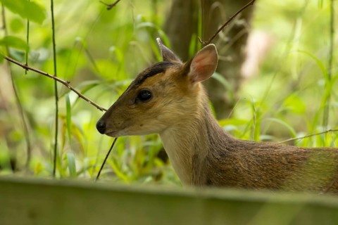 Muntjac deer (Muntiacus reevesi) juvenile baby fawn in a woodland, England, United Kingdom
