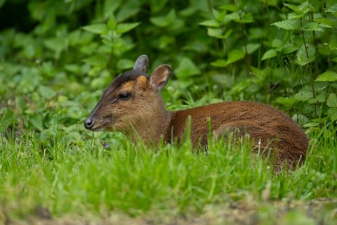Muntjac deer (Muntiacus reevesi) adult animal sitting in grass, England, United Kingdom