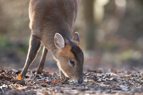 Muntjac deer (Muntiacus reevesi) adult animal feeding in a woodland, England, United Kingdom