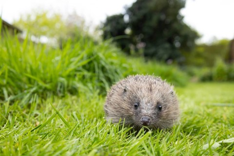 European hedgehog (Erinaceus europaeus) adult animal on a garden grass lawn next to an area of long