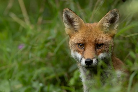 Red fox (Vulpes vulpes) adult animal in countryside grassland in summer, England, United Kingdom