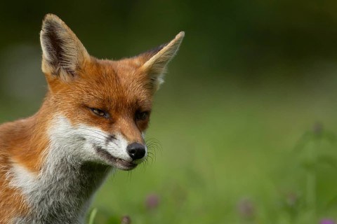 Red fox (Vulpes vulpes) adult animal head portrait, England, United Kingdom