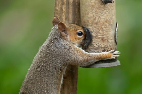 Grey squirrel (Sciurus carolinensis) adult animal eating sunflower seed hearts from a garden bird