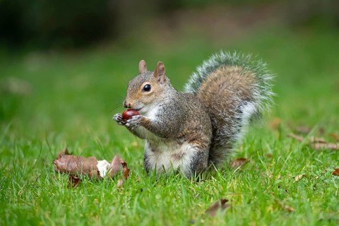 Grey squirrel (Sciurus carolinensis) adult animal feeding on a Horse chestnut nut or conker in