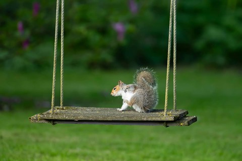 Grey squirrel (Sciurus carolinensis) adult animal on a garden swing, England, United Kingdom