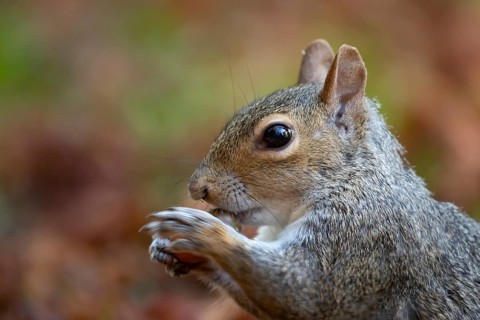 Grey squirrel (Sciurus carolinensis) adult animal eating an acorn, England, United Kingdom