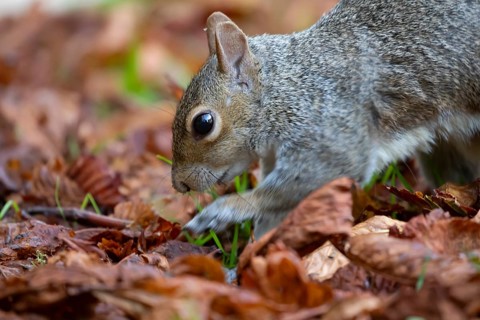 Grey squirrel (Sciurus carolinensis) adult animal searching for food amongst fallen tree leaves in