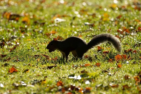 Grey squirrel (Sciurus carolinensis) adult animal with an acorn nut in its mouth, England, United