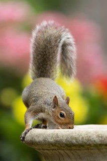 Grey squirrel (Sciurus carolinensis) adult animal drinking water from a garden bird bath in summer,