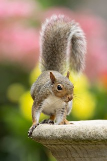 Grey squirrel (Sciurus carolinensis) adult animal on a garden bird bath in summer, England, United