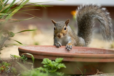 Grey squirrel (Sciurus carolinensis) adult animal by a garden plant pot saucer in summer, England,