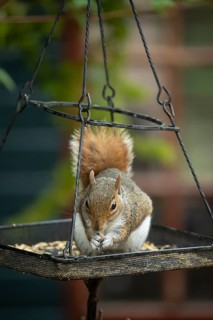Grey squirrel (Sciurus carolinensis) adult animal eating bird food from a garden bird feeder,