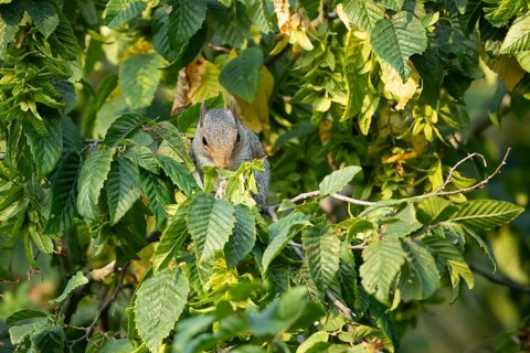 Grey squirrel (Sciurus carolinensis) adult animal feeding on tree leaves in summer, England, United