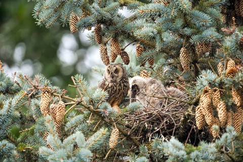 Long-eared owl (Asio otus) and chicks sitting in the nest, surrounded by pine cones and needles in