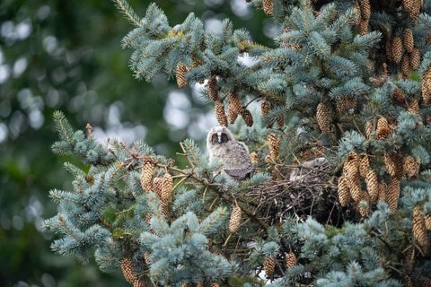 Young long-eared owl (Asio otus) forest spirits sitting in the nest surrounded by pine cones and