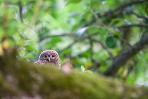 Young little owl (Athene noctua) sitting on a moss-covered branch on an apple tree, Osnabrücker