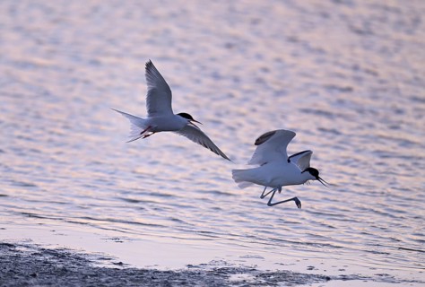 Common Tern (Sterna hirundo) dispersing Avocet (Recurvirostra avosetta) in the water against the