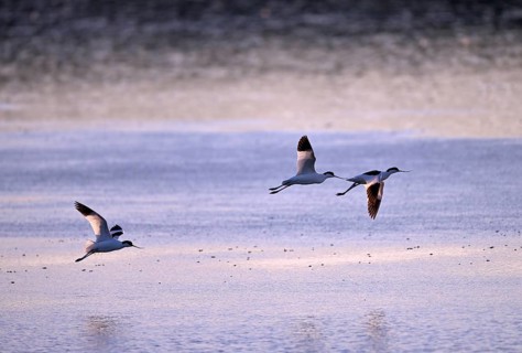 Three flying avocets (Recurvirostra avosetta) over water in backlight, Texel, North Holland,