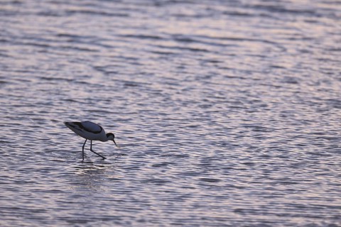 Avocet (Recurvirostra avosetta) in blue water against the light, Texel, North Holland, Netherlands