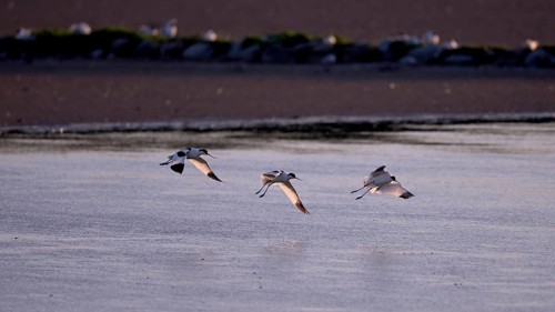 Three flying avocets (Recurvirostra avosetta) over water in backlight, Texel, North Holland,