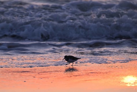 Sanderling (Calidris alba) on the beach with waves against the light, Texel, North Holland,