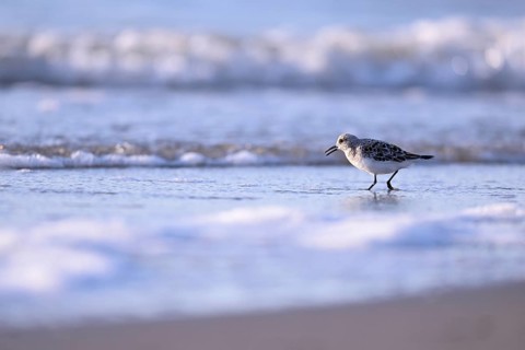Sanderling (Calidris alba) on the beach with waves, Texel, North Holland, Netherlands
