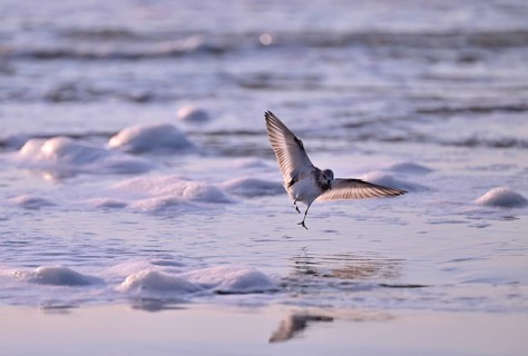 Sanderling (Calidris alba) flying on the beach, Texel, North Holland, Netherlands