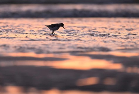 Sanderling (Calidris alba) foraging on the North Sea beach in the reddish evening light, Texel,