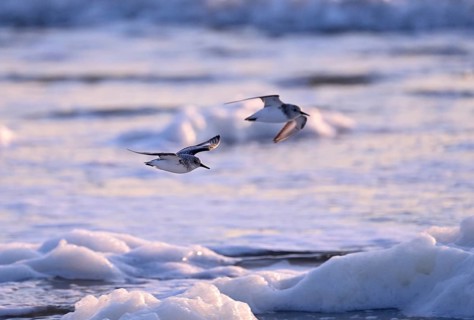 Flying Sanderling (Calidris alba), Texel, North Holland, Netherlands Texel, North Holland,