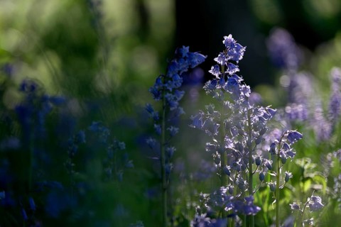 Flowering forest hyacinth (Hyacinthoides non-scripta), Texel, North Holland, Netherlands