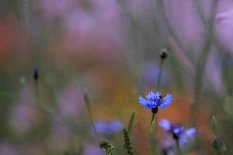 Species-rich colorful blooming meadow, Lower Rhine, North Rhine-Westphalia, Germany