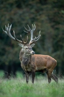 Red deer (Cervus elaphus) in rut, Klamptenborg, Copenhagen, Denmark